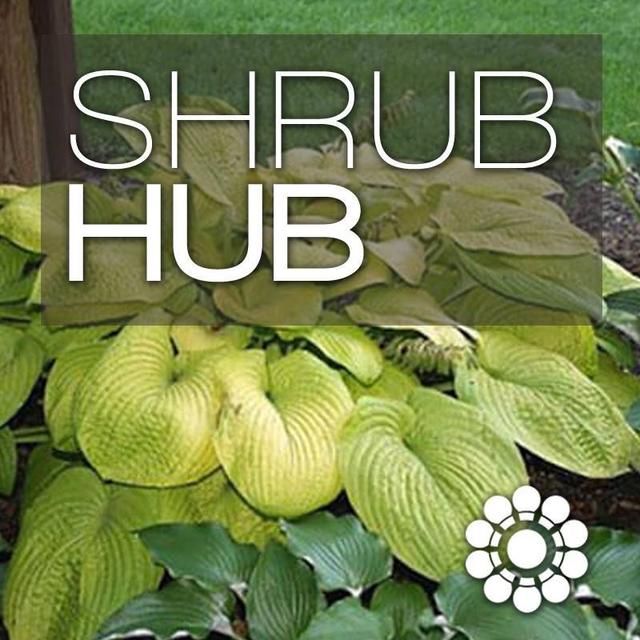 ShrubHub